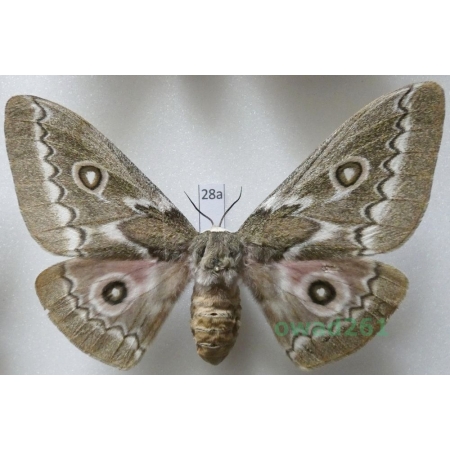 Gonimbrasia tyrrhea (Cramer, 1775) female ex. ovo South Africa 98mm28a